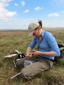 Measuring a grouse chick